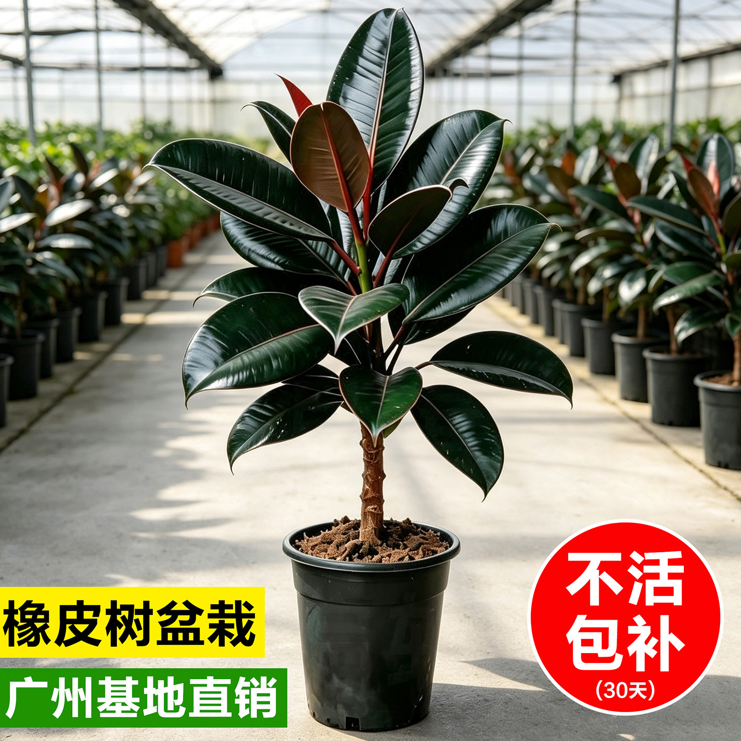 黑金刚橡皮树盆栽室内净化空气花卉绿植办公室桌面四季好养真盆景图片