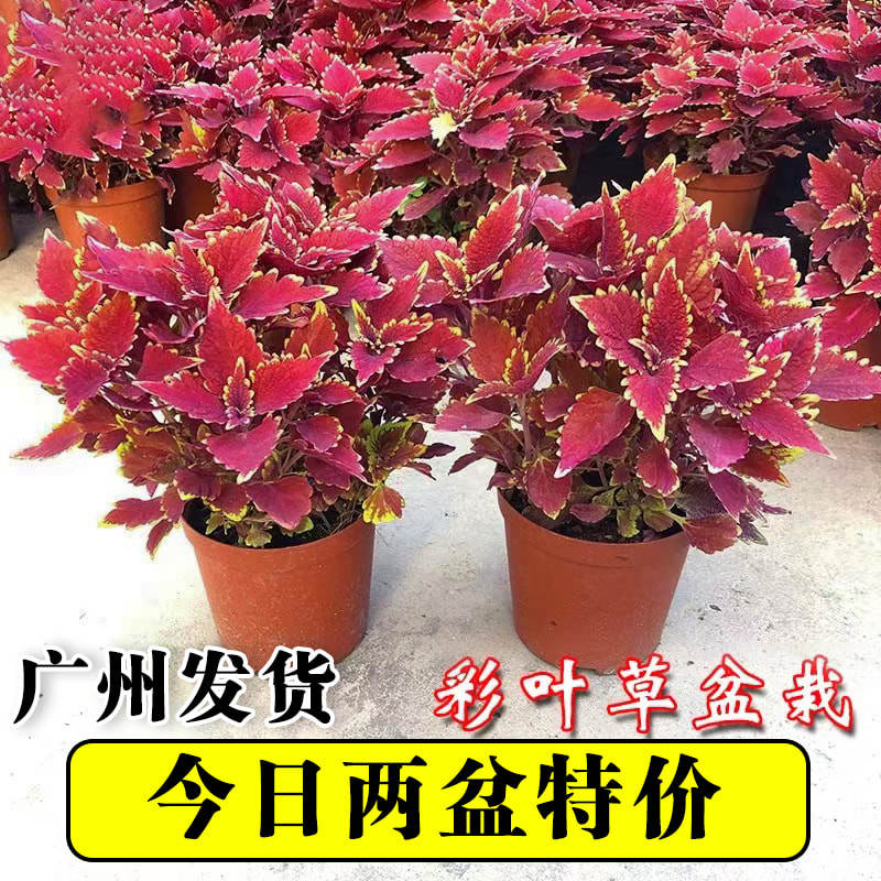 彩叶草盆栽五彩苏变色花叶草七彩苗室外阳台花园绿化四季花卉绿植