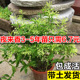 夜来香盆栽花苗客厅驱蚊浓香型花卉夏季 植物九里香四季 常青小绿植