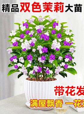 双色茉莉盆栽带花鸳鸯花苗耐热绿植室内庭院浓香茉莉花卉好养植物