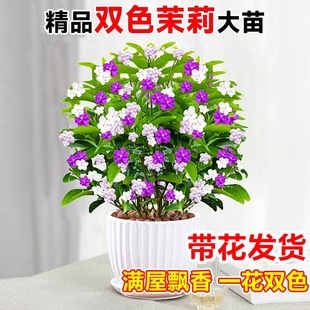 双色茉莉盆栽带花鸳鸯花苗耐热绿植室内庭院浓香茉莉花卉好养植物