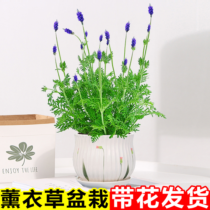 薰衣草盆栽室内外浓香型驱蚊花草