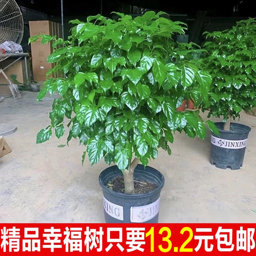 幸福树客厅盆栽室内净化空气