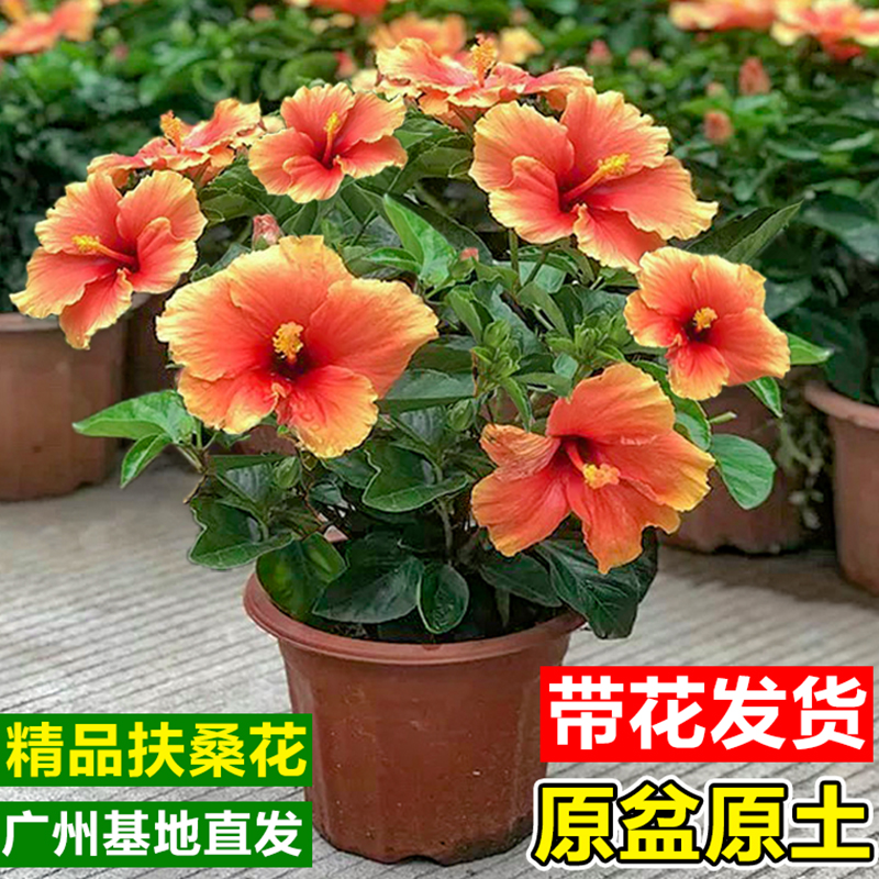 扶桑朱槿花盆栽带花苞四季开花卉