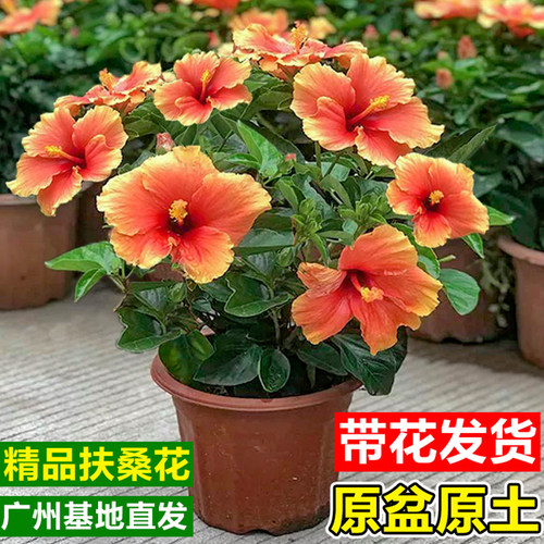 扶桑朱槿花盆栽带花苞四季开花卉