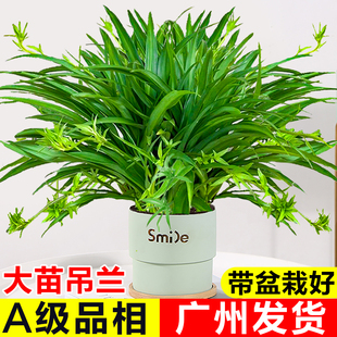 青叶金边吊兰盆栽室内垂吊植物大苗绿萝客厅办公桌面水培花卉绿植