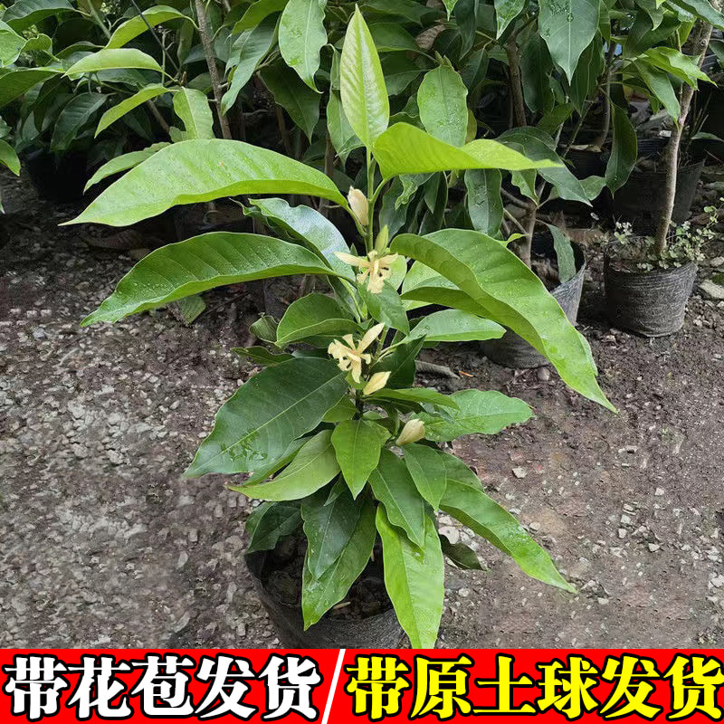 白兰花盆栽玉兰花树苗带花苞四季