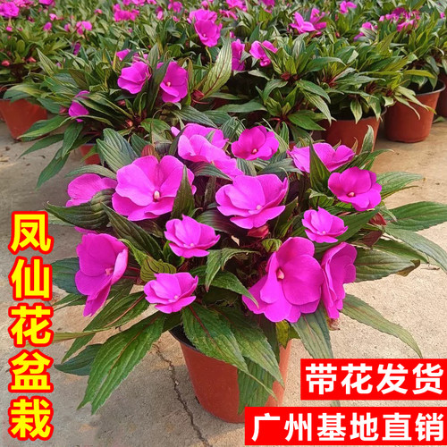 凤仙花阳台庭院四季开花耐热耐晒