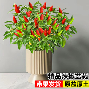 辣椒盆栽带果可食用朝天椒小米椒树苗阳台庭院耐热四季结果五彩椒