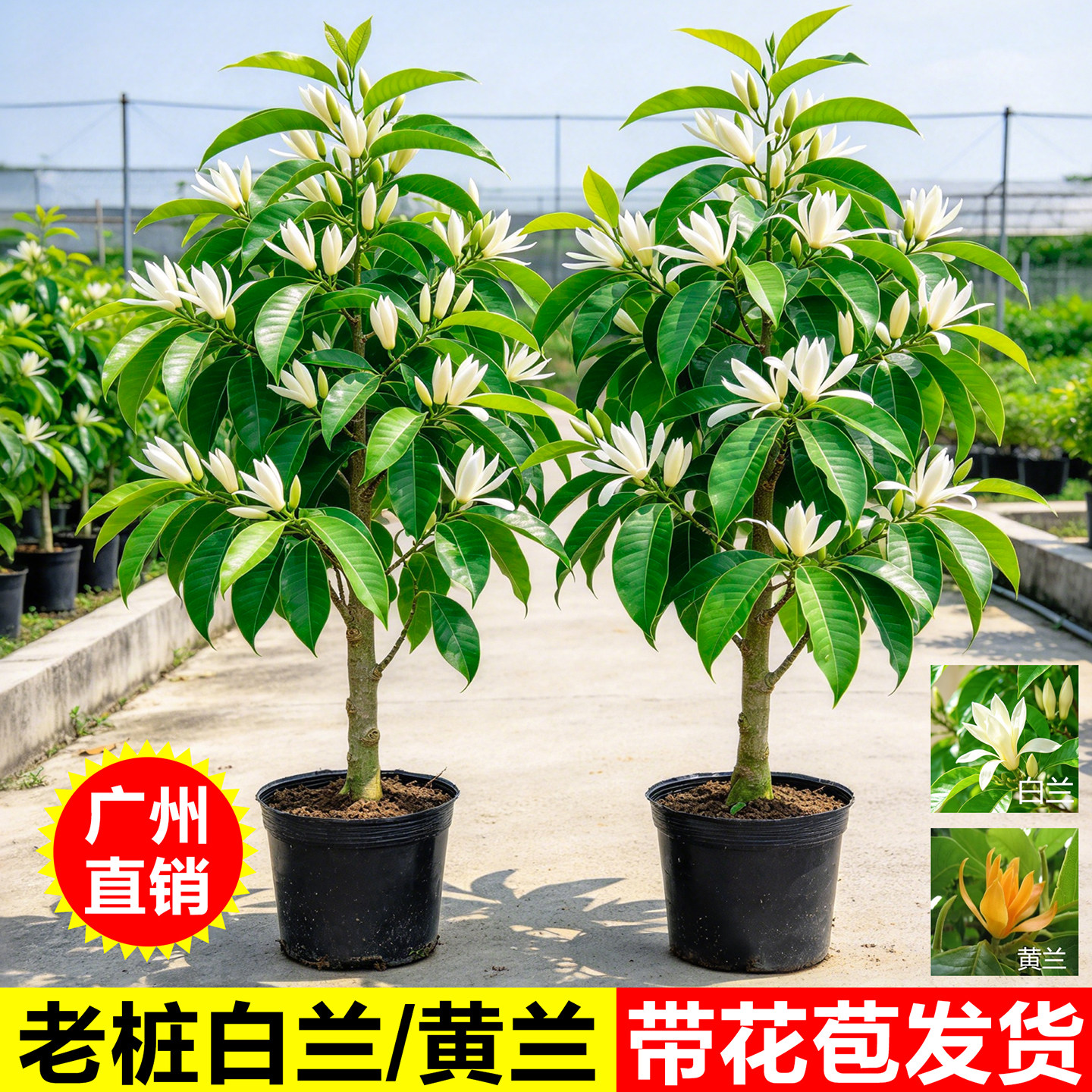 白兰花树苗盆栽带花苞玉兰花黄角兰阳台花卉庭院绿植浓香四季好养