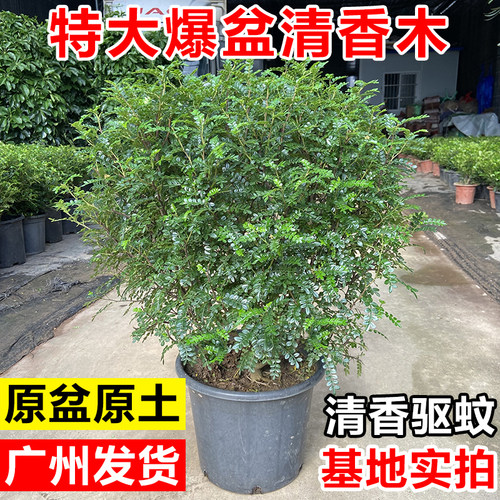 清香胡椒木盆栽室内外驱蚊好养