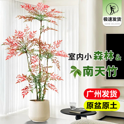南天竹盆栽客厅大型真树耐寒盆景
