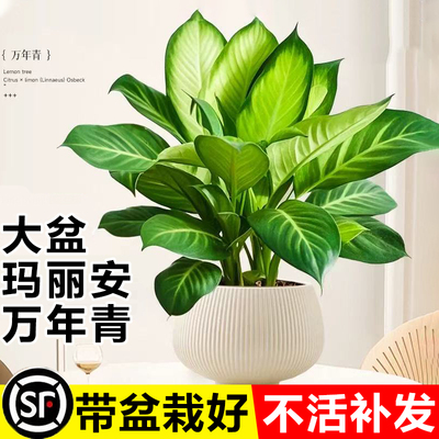 玛丽安万年青室内好养水培吸甲醛