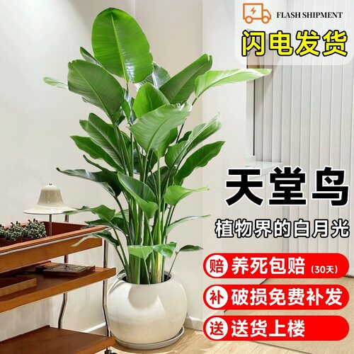 天堂鸟室内大型绿植吸甲醛盆景