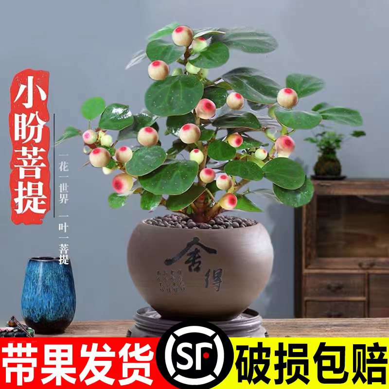 小盼菩提盆栽带果室内桌面盆景客厅好养禅意绿植四季带果植物花卉