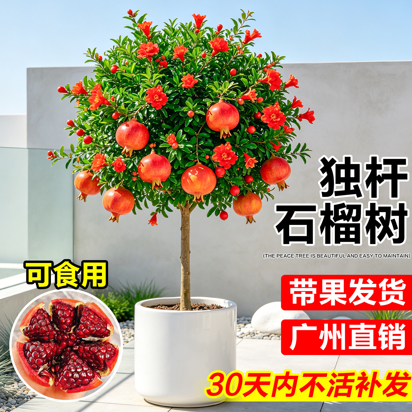 石榴盆栽带果客厅盆景观果植物室内花卉阳台大果树突尼斯老桩树苗