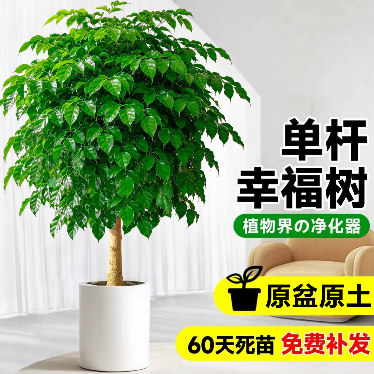 幸福树客厅大盆栽老桩单杆棒棒糖造型大植物绿宝室内阳台绿植盆景