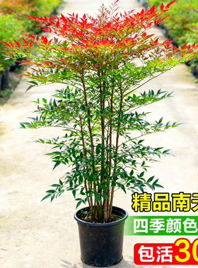 南天竹盆栽客厅大型绿植老桩真树苗火焰竹子马醉木室内高级感盆景