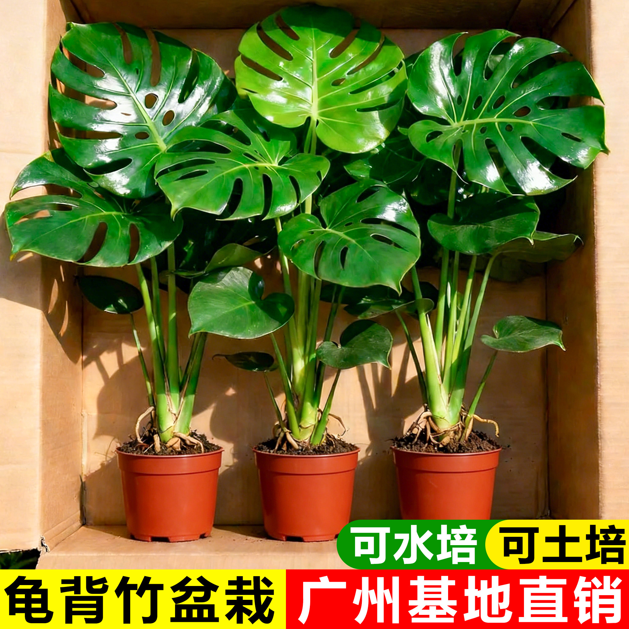 龟背竹水培植物办公室绿植天堂鸟室内盆栽四季桌面好养富贵竹春羽图片