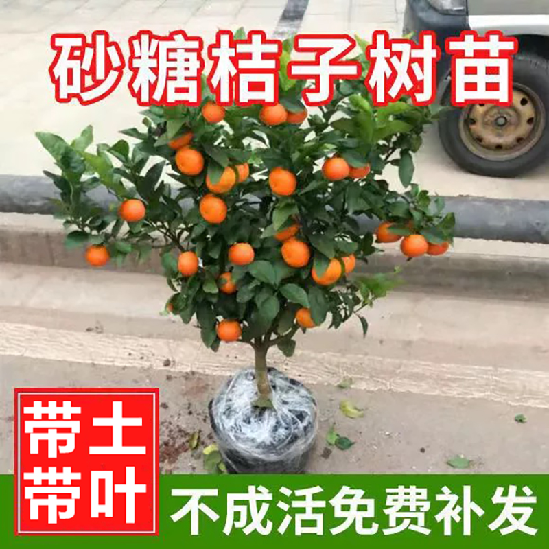 正宗砂糖橘无籽树苗当年结果阳台庭院种植可食用植物嫁接柑桔盆栽