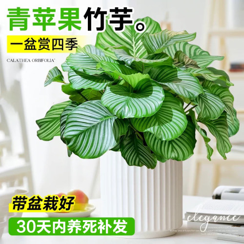青苹果竹芋盆栽客厅四季常青好养