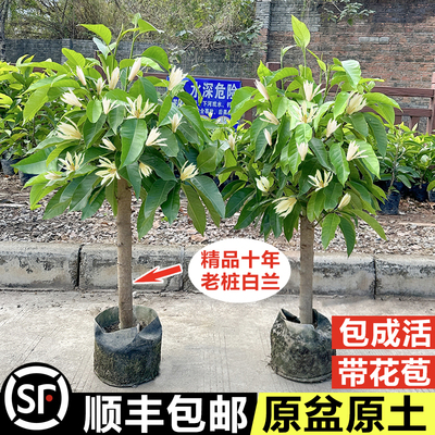 白兰花盆栽老桩玉兰花树苗黄角兰带花苞室内庭院浓香型易成活花卉