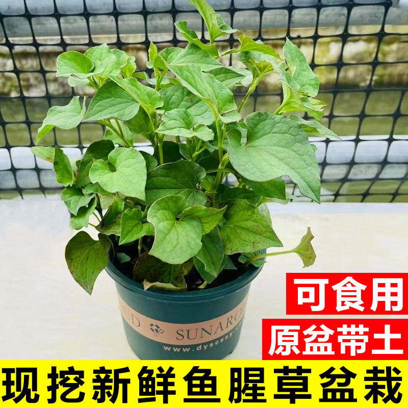 鱼腥草盆栽薄荷迷迭香九层塔紫苏可食用香草植物新鲜折耳根排骨草