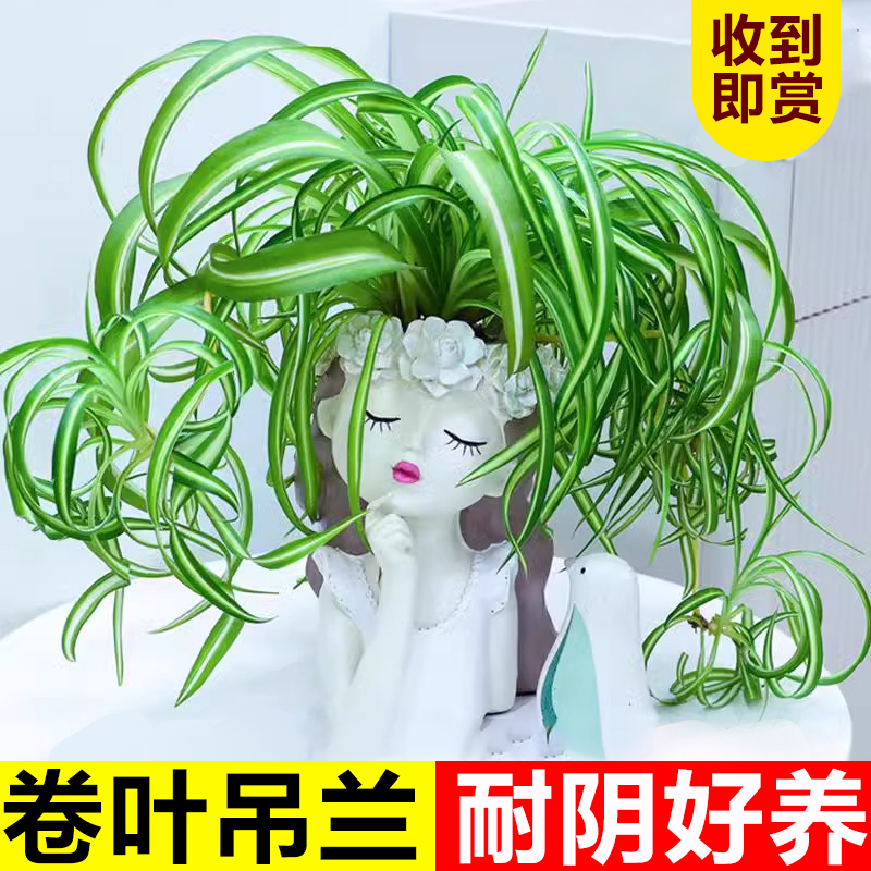 金心卷叶吊兰盆栽法国女郎室内垂吊植物办公桌吸甲醛净化空气绿植