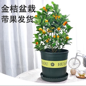 金桔树盆栽带果发货室内客厅植物庭院绿植四季结果好养易成活盆景