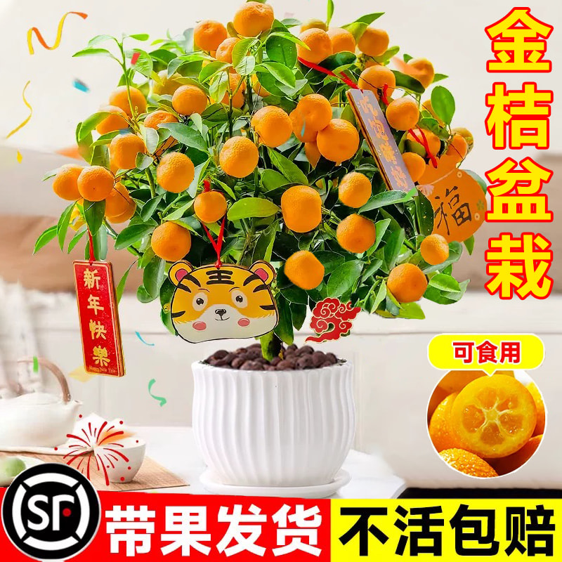金桔树盆栽可食用脆皮橘子树苗带果室内客厅桌面绿植四季年宵花卉