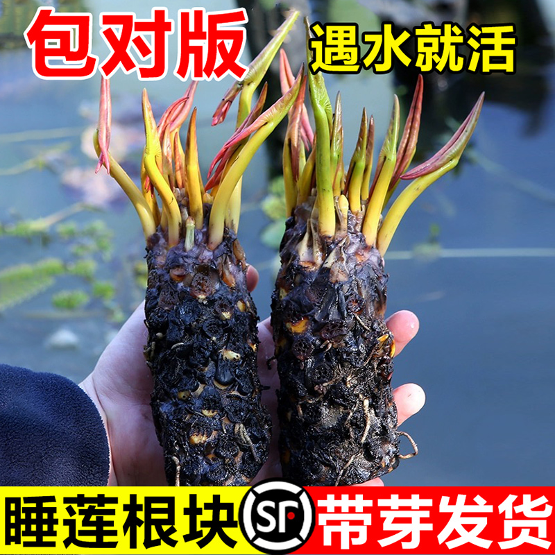 睡莲水培植物四季耐寒水养花卉