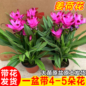 姜荷花苗阳台庭院耐热盆栽带花苞多年生球根植物四季开花重瓣花卉