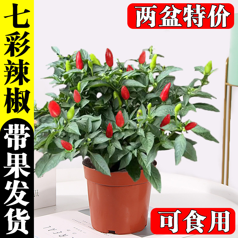 可食用辣椒带果盆栽四季开花结果