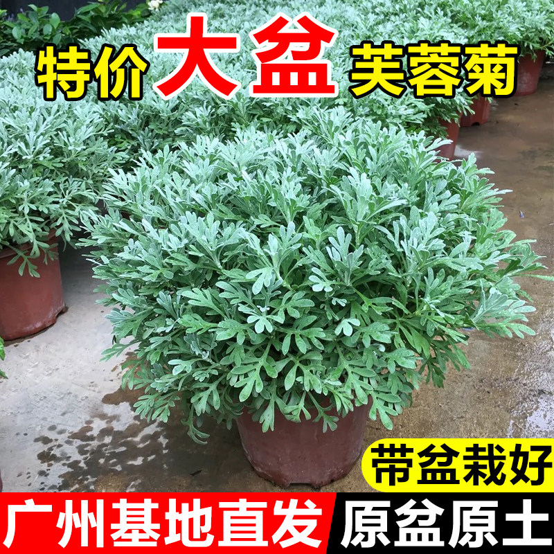 银叶芙蓉菊阳台庭院四季好养绿植