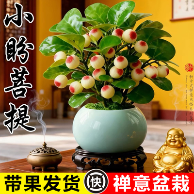 小盼菩提树盆栽带果室内茶几禅意摆件植物客厅盆景桌面小绿植好养