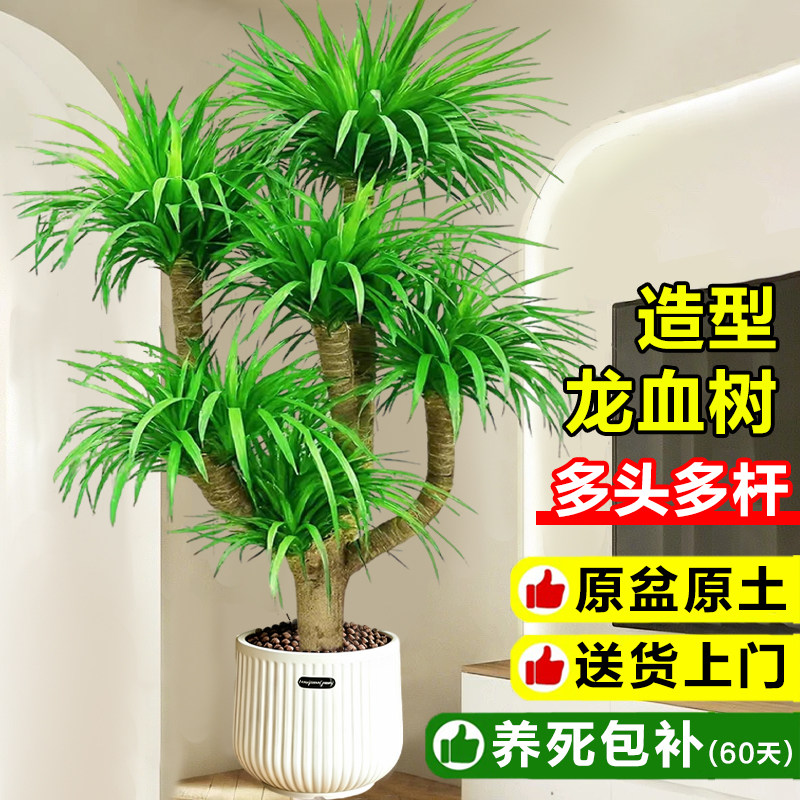 龙血树客厅绿植老桩盆栽造型多头龙须树办公室内大型植物高端旺宅