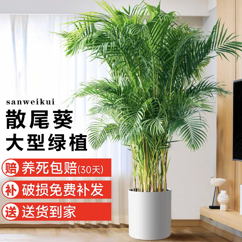 散尾葵室内植物盆栽除甲醛