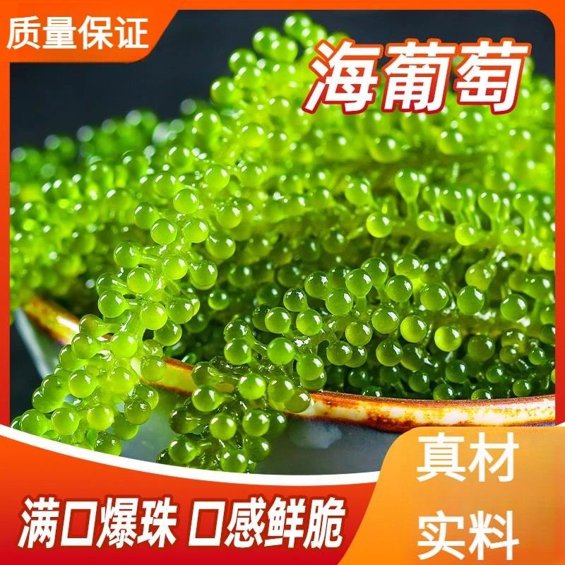 小海故事儿童海葡萄可吃盐渍工厂直发可食用深海藻海带裙带菜100g