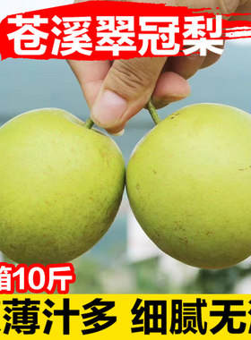 四川广元苍溪青皮脆冠梨蜜梨