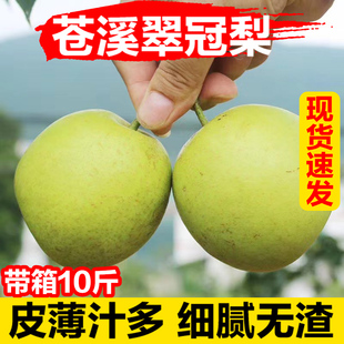 梨子新鲜四川广元苍溪脆冠梨当季水果雪梨皇冠青皮香甜梨整箱8 10