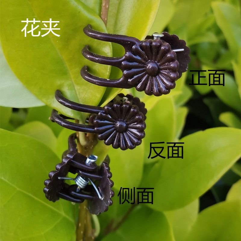 固定植物兰花爬支架定型支撑园艺