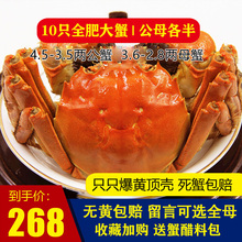 全肥满黄新鲜水产现货洪泽湖大闸蟹海鲜 超大公母蟹现货10只装
