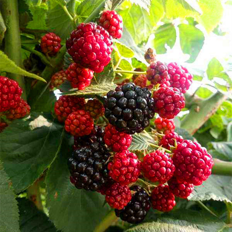 树莓红树梅黑树莓黄树莓南方北方阳台庭院美观好看