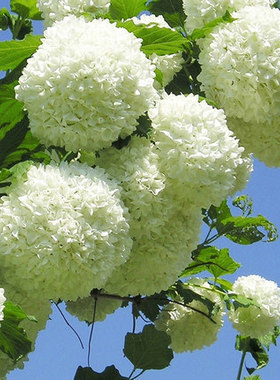 花园美化盆栽地栽花卉木本绣球花苗大花绣球又名斗球马球琼花树