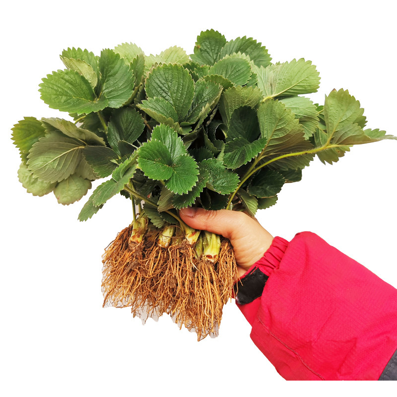 四季脱毒草莓苗盆栽带土南方露天种植食用奶油特大红颜大棚栽秧苗