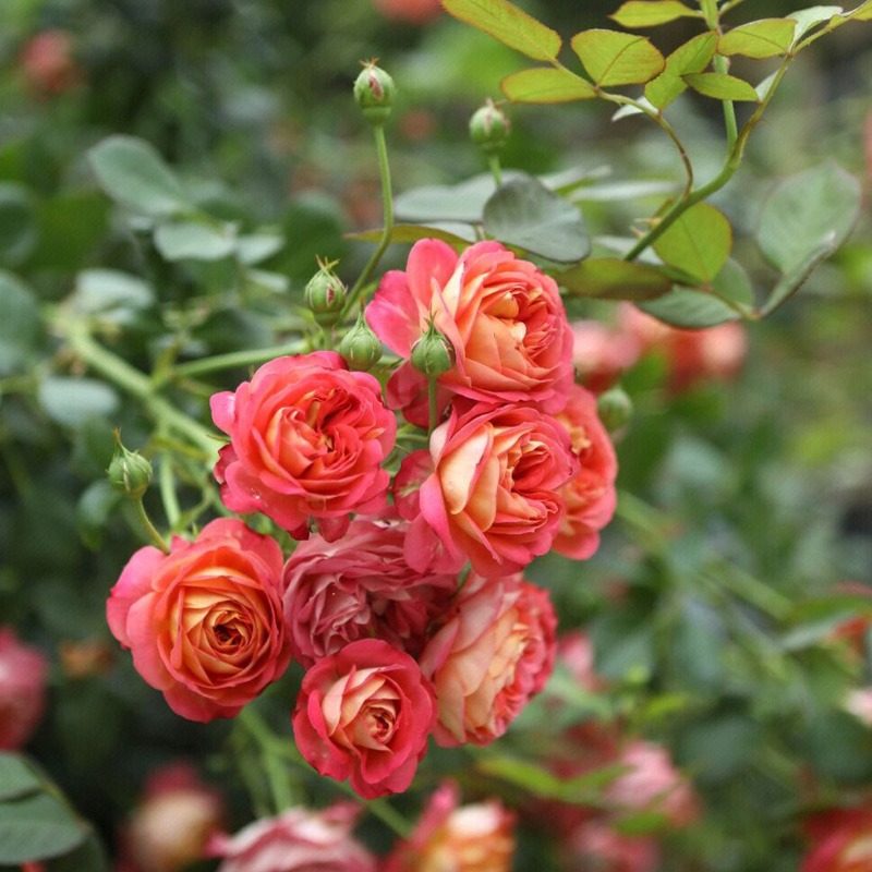 藤宝贝爬藤本月季阳台多季庭院爬墙蔷薇玫瑰浓香美观好看