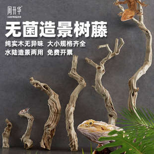 爬宠造景木树枝藤守宫棒摆件木蜥蜴树蛙豹纹攀爬木头角植新疆包邮