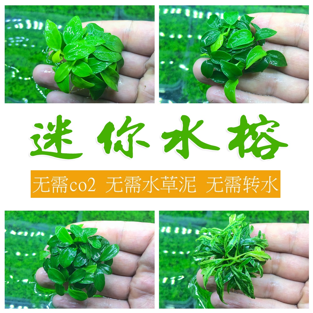 小缸造景 Xiaogangzaojing 淘宝 天猫精选商品 特折网 小缸造景 Xiaogangzaojing 淘宝 天猫精选商品 特折网