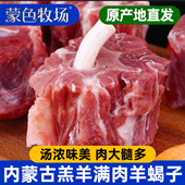 锡林郭勒草原散养羔羊蝎羊腿羊排羊棒骨现杀清真羊脊骨羔羊肉骨头