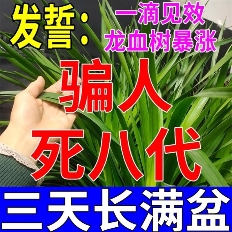 龙血树专用营养液龙须树复合肥料叶子发黄铁树盆栽植物专用药室内